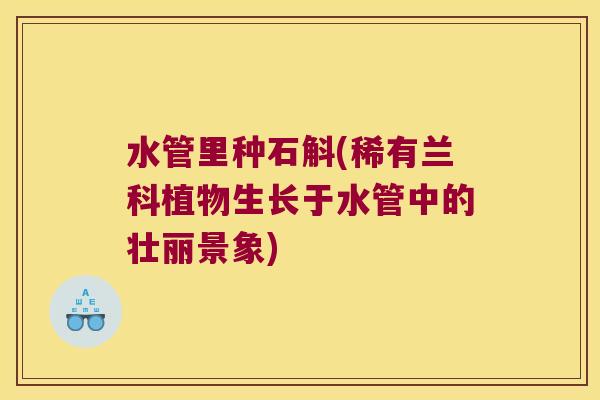 水管里种石斛(稀有兰科植物生长于水管中的壮丽景象)