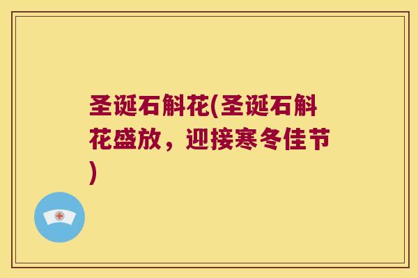圣诞石斛花(圣诞石斛花盛放，迎接寒冬佳节)