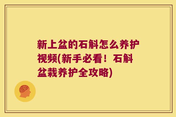 新上盆的石斛怎么养护视频(新手必看！石斛盆栽养护全攻略)