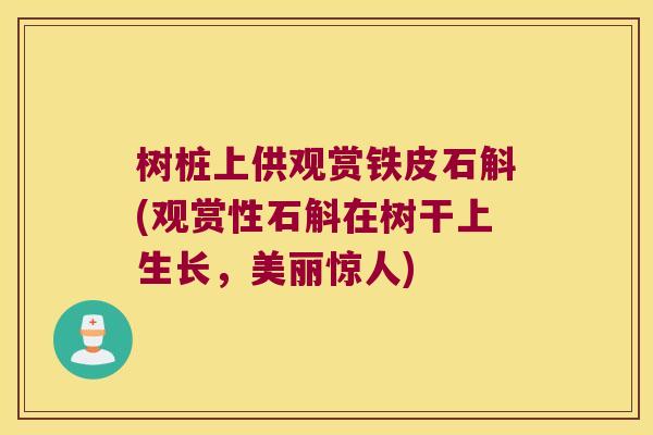 树桩上供观赏铁皮石斛(观赏性石斛在树干上生长,美丽惊人) 树桩上供观赏铁皮石斛(观赏性石斛在树干上生长,美丽惊人)