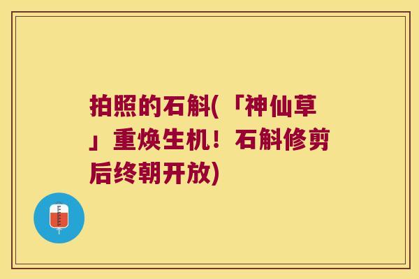拍照的石斛(「神仙草」重焕生机！石斛修剪后终朝开放)
