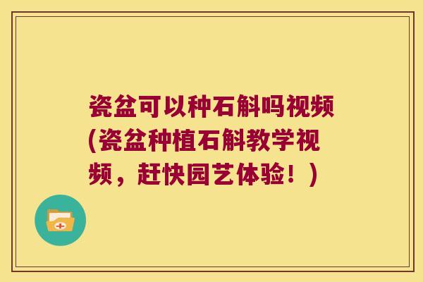瓷盆可以种石斛吗视频(瓷盆种植石斛教学视频，赶快园艺体验！)
