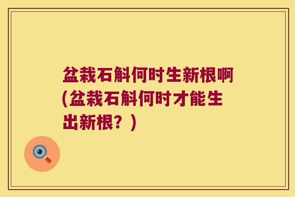 盆栽石斛何时生新根啊(盆栽石斛何时才能生出新根？)