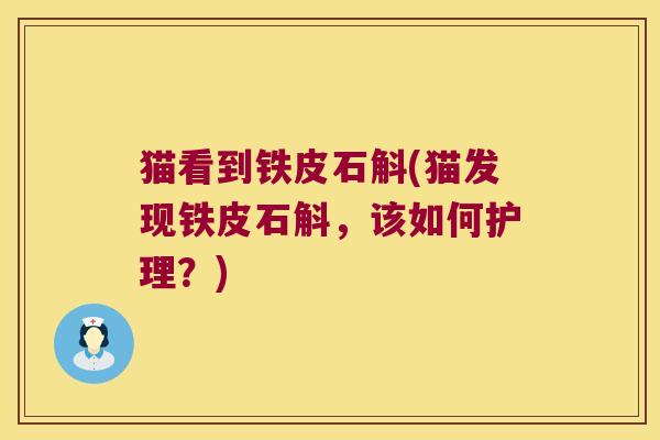 猫看到铁皮石斛(猫发现铁皮石斛，该如何护理？)