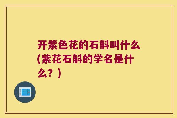 开紫色花的石斛叫什么(紫花石斛的学名是什么？)