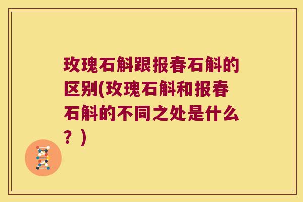 玫瑰石斛跟报春石斛的区别(玫瑰石斛和报春石斛的不同之处是什么？)