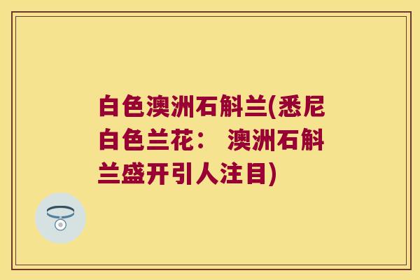 白色澳洲石斛兰(悉尼白色兰花： 澳洲石斛兰盛开引人注目)