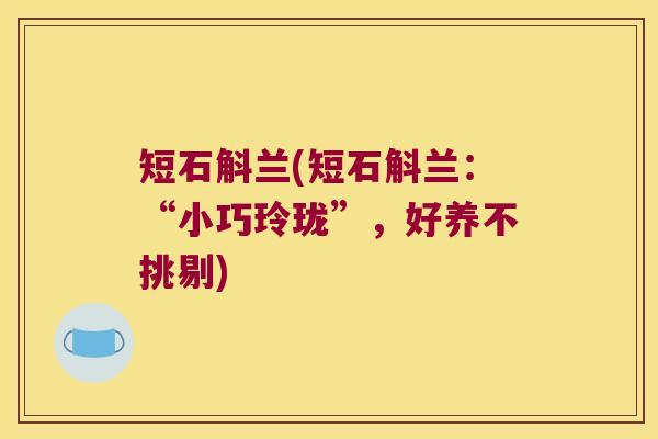 短石斛兰(短石斛兰：“小巧玲珑”，好养不挑剔)