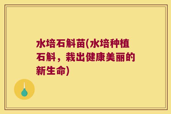 水培石斛苗(水培种植石斛，栽出健康美丽的新生命)