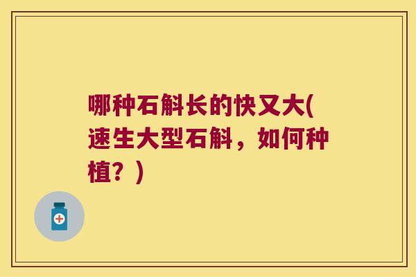 哪种石斛长的快又大(速生大型石斛，如何种植？)