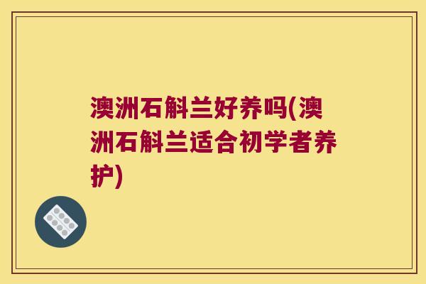 澳洲石斛兰好养吗(澳洲石斛兰适合初学者养护)