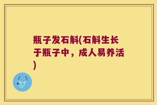 瓶子发石斛(石斛生长于瓶子中，成人易养活)