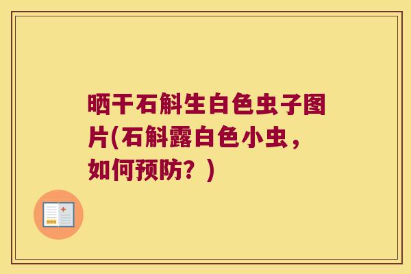 晒干石斛生白色虫子图片(石斛露白色小虫，如何预防？)