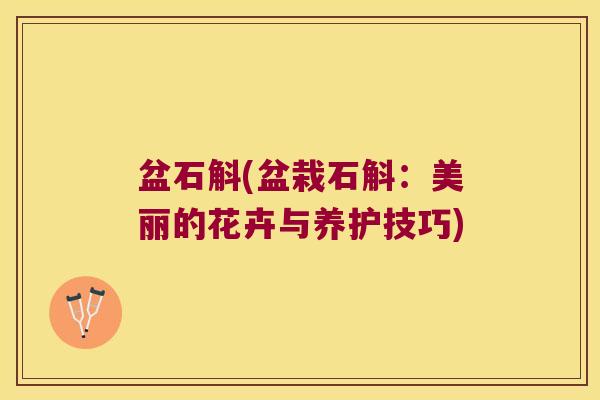 盆石斛(盆栽石斛：美丽的花卉与养护技巧)