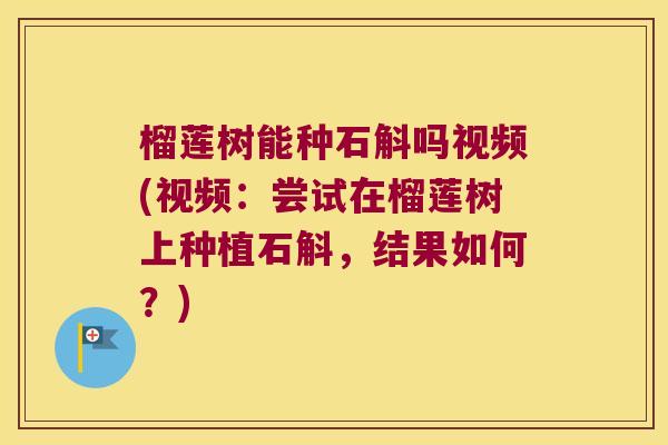 榴莲树能种石斛吗视频(视频：尝试在榴莲树上种植石斛，结果如何？)