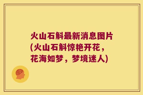 火山石斛新消息图片(火山石斛惊艳开花,花海如梦,梦境迷人) 火山石斛新消息图片(火山石斛惊艳开花,花海如梦,梦境迷人)