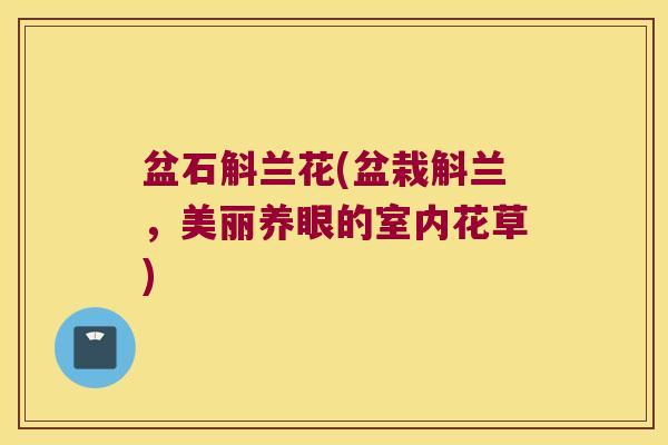 盆石斛兰花(盆栽斛兰，美丽养眼的室内花草)
