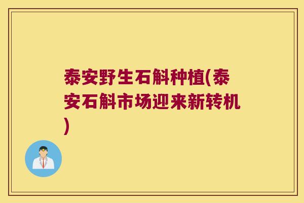 泰安野生石斛种植(泰安石斛市场迎来新转机)