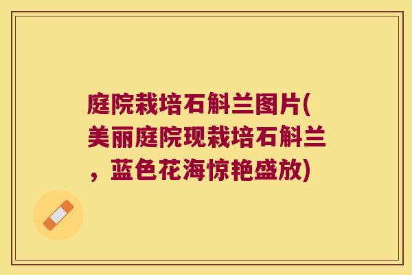 庭院栽培石斛兰图片(美丽庭院现栽培石斛兰，蓝色花海惊艳盛放)