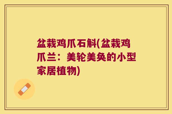 盆栽鸡爪石斛(盆栽鸡爪兰：美轮美奂的小型家居植物)