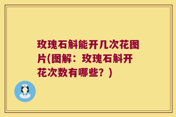 玫瑰石斛能开几次花图片(图解：玫瑰石斛开花次数有哪些？)