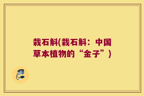 栽石斛(栽石斛：中国草本植物的“金子”)