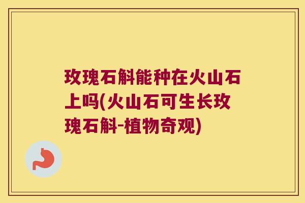玫瑰石斛能种在火山石上吗(火山石可生长玫瑰石斛-植物奇观)