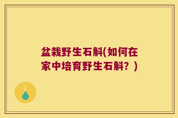 盆栽野生石斛(如何在家中培育野生石斛？)