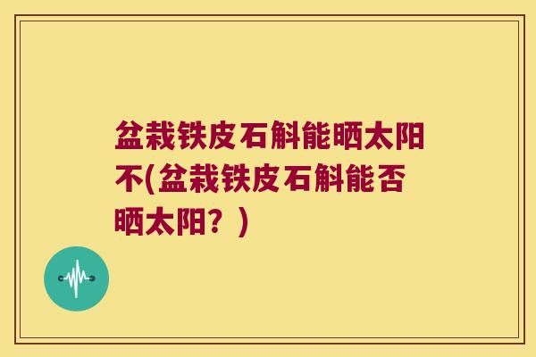 盆栽铁皮石斛能晒太阳不(盆栽铁皮石斛能否晒太阳？)