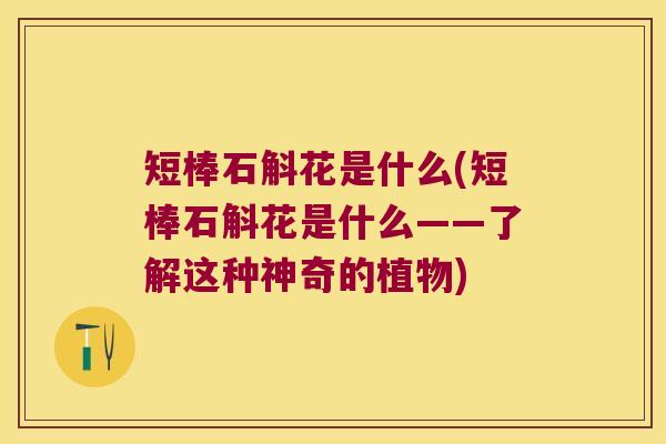 短棒石斛花是什么(短棒石斛花是什么——了解这种神奇的植物)