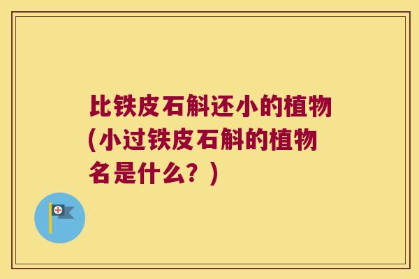 比铁皮石斛还小的植物(小过铁皮石斛的植物名是什么？)