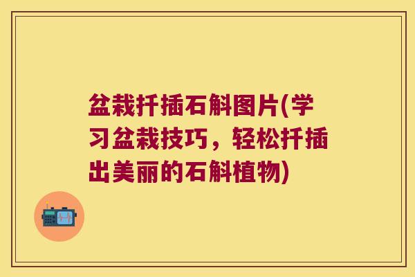盆栽扦插石斛图片(学习盆栽技巧，轻松扦插出美丽的石斛植物)