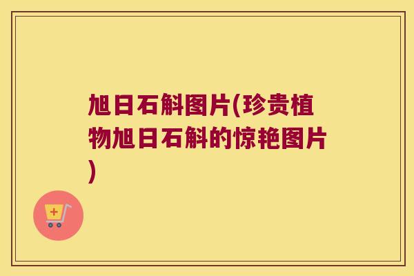 旭日石斛图片(珍贵植物旭日石斛的惊艳图片)