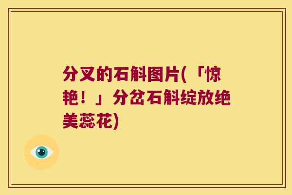 分叉的石斛图片(「惊艳！」分岔石斛绽放绝美蕊花)