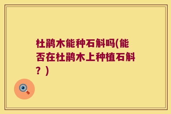 杜鹃木能种石斛吗(能否在杜鹃木上种植石斛？)