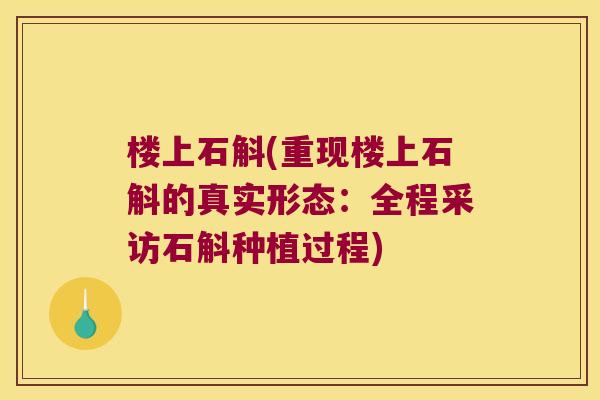 楼上石斛(重现楼上石斛的真实形态：全程采访石斛种植过程)