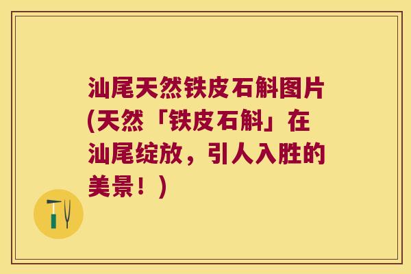 汕尾天然铁皮石斛图片(天然「铁皮石斛」在汕尾绽放,引人入胜的美景!) 汕尾天然铁皮石斛图片(天然「铁皮石斛」在汕尾绽放,引人入胜的美景!)