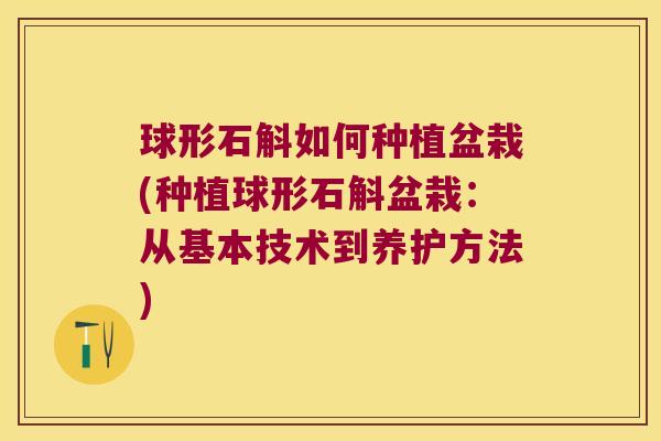 球形石斛如何种植盆栽(种植球形石斛盆栽：从基本技术到养护方法)