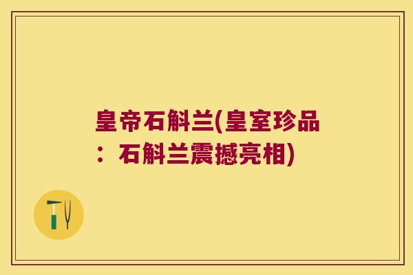 皇帝石斛兰(皇室珍品:石斛兰震撼亮相) 皇帝石斛兰(皇室珍品:石斛兰震撼亮相)