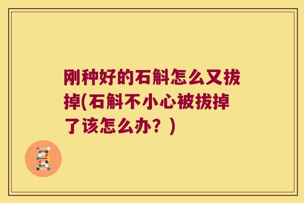 刚种好的石斛怎么又拔掉(石斛不小心被拔掉了该怎么办？)