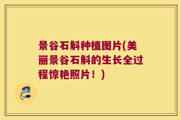 景谷石斛种植图片(美丽景谷石斛的生长全过程惊艳照片！)