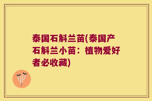 泰国石斛兰苗(泰国产石斛兰小苗:植物爱好者必收藏) 泰国石斛兰苗(泰国产石斛兰小苗:植物爱好者必收藏)