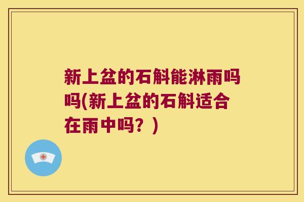 新上盆的石斛能淋雨吗吗(新上盆的石斛适合在雨中吗？)