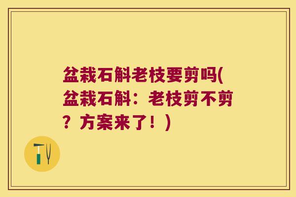 盆栽石斛老枝要剪吗(盆栽石斛：老枝剪不剪？方案来了！)