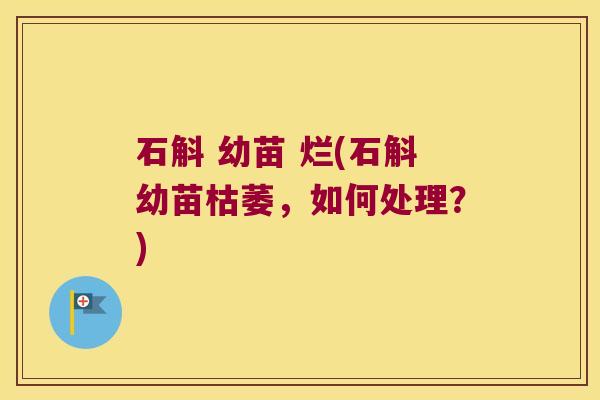 石斛 幼苗 烂(石斛幼苗枯萎，如何处理？)