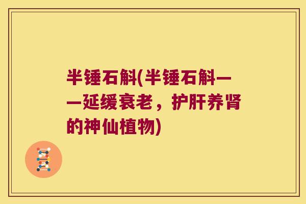 半锤石斛(半锤石斛——延缓衰老，护肝养肾的神仙植物)