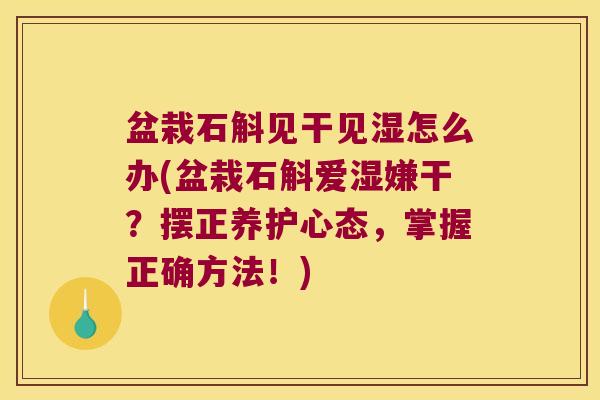盆栽石斛见干见湿怎么办(盆栽石斛爱湿嫌干？摆正养护心态，掌握正确方法！)