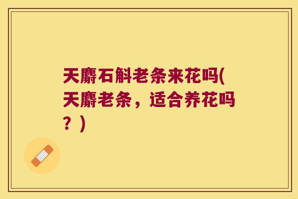 天麝石斛老条来花吗(天麝老条，适合养花吗？)
