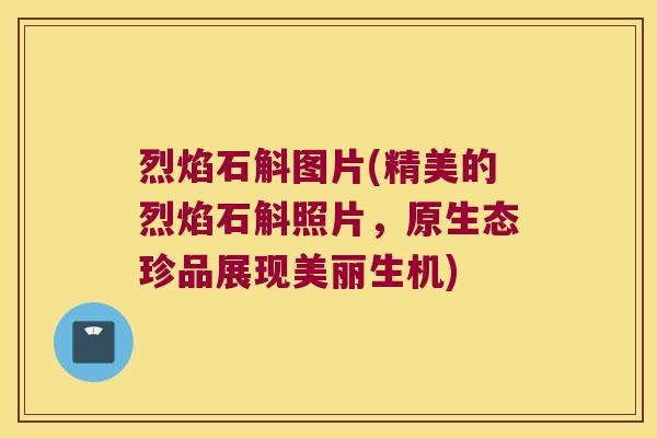 烈焰石斛图片(精美的烈焰石斛照片，原生态珍品展现美丽生机)