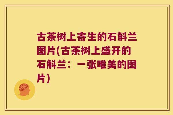 古茶树上寄生的石斛兰图片(古茶树上盛开的石斛兰：一张唯美的图片)